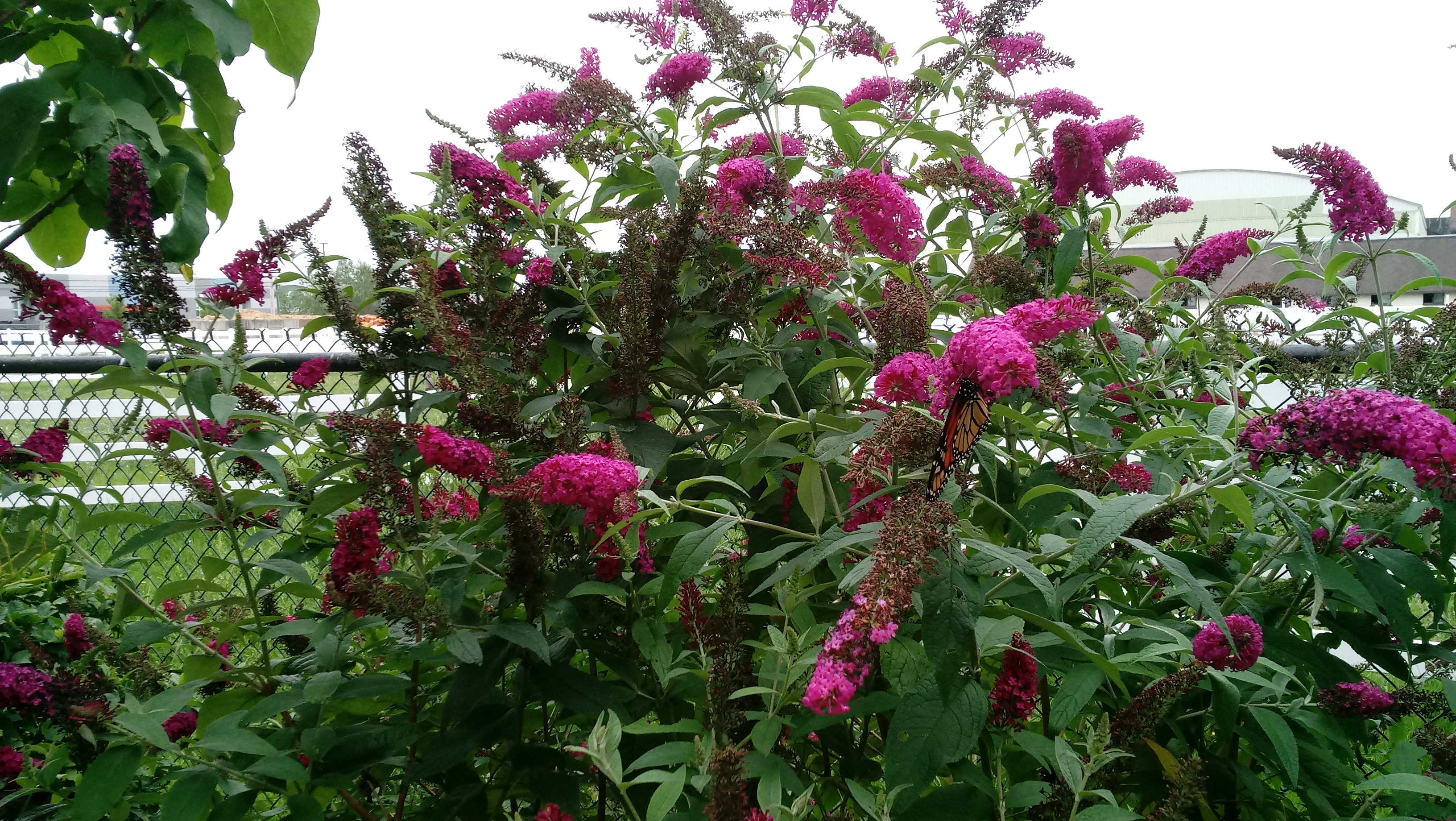 Perennial Plant Splitting and Recovery Grassroots Gardens